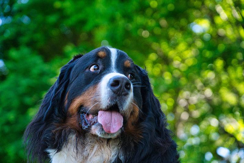 The Bernese Mountain Dog is a born rescuer