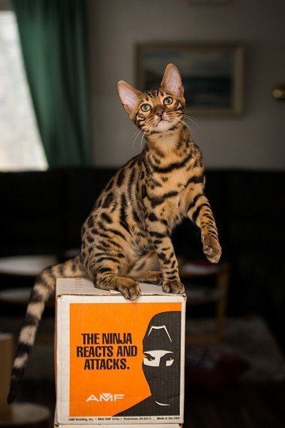 bengal on the box