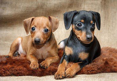 Black and brown Miniature Pinscher Puppy