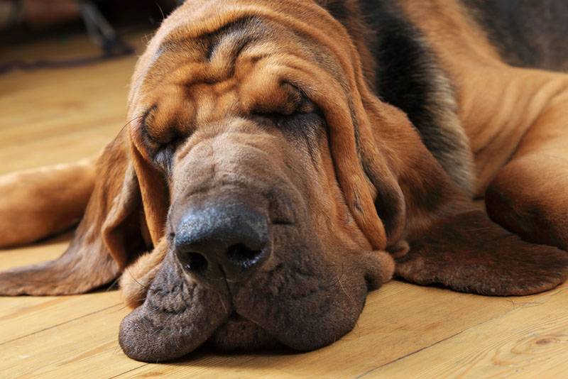 according to owners, bloodhounds are sometimes very stubborn