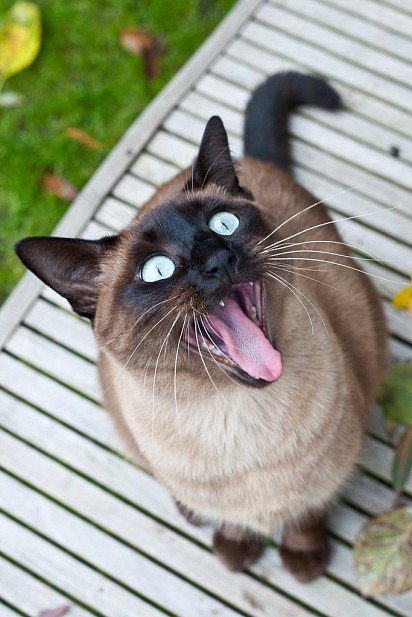 Siamese cats skillfully use their vocal cords, easily change the tone, pitch, to express feelings.