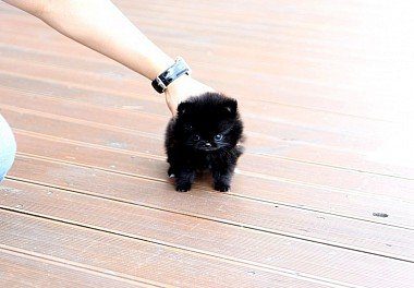 Black pomeranian puppy