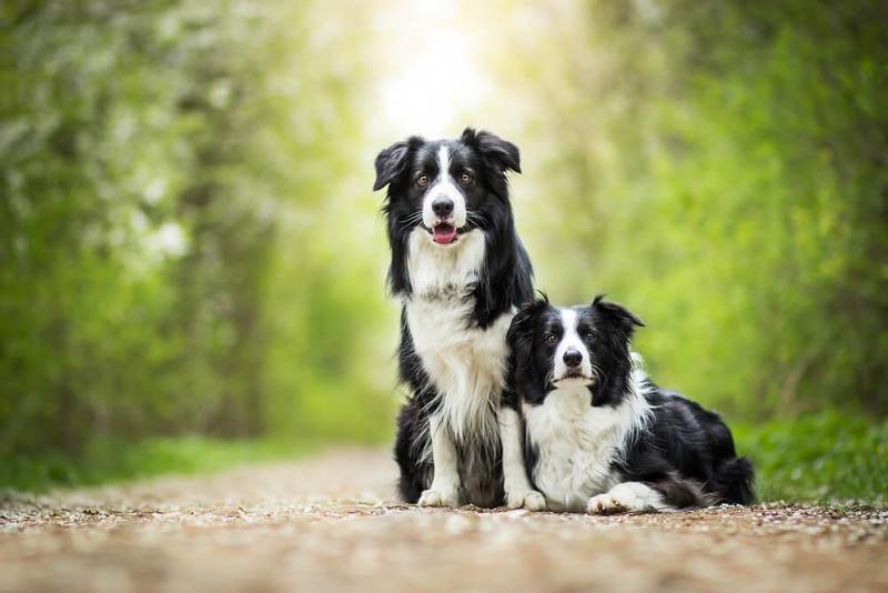 border collie appearance