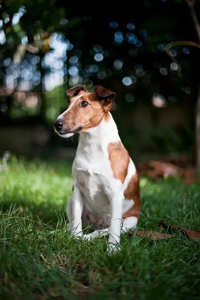 Fox terrier