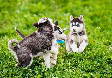 Siberian Husky Puppies playing