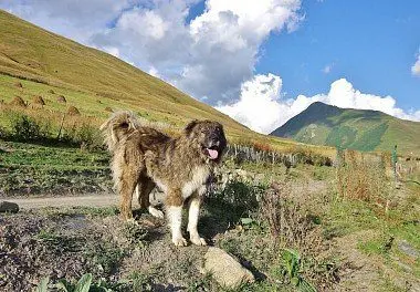 Кавказская овчарка