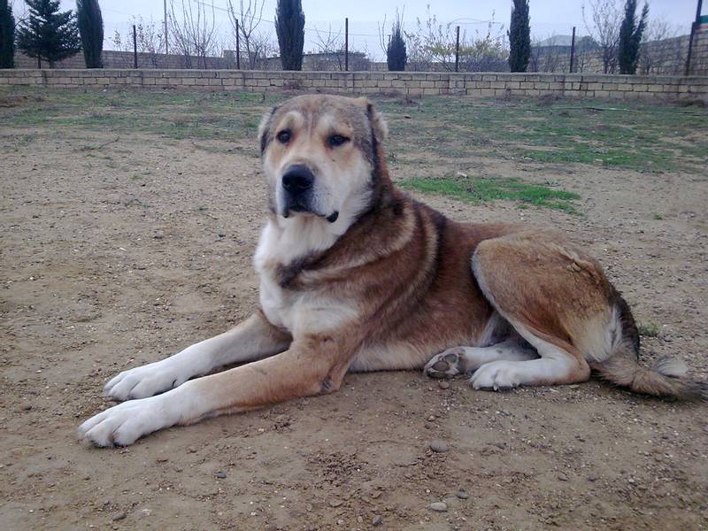 Azerbaijan wolfhound (gurdbasar)