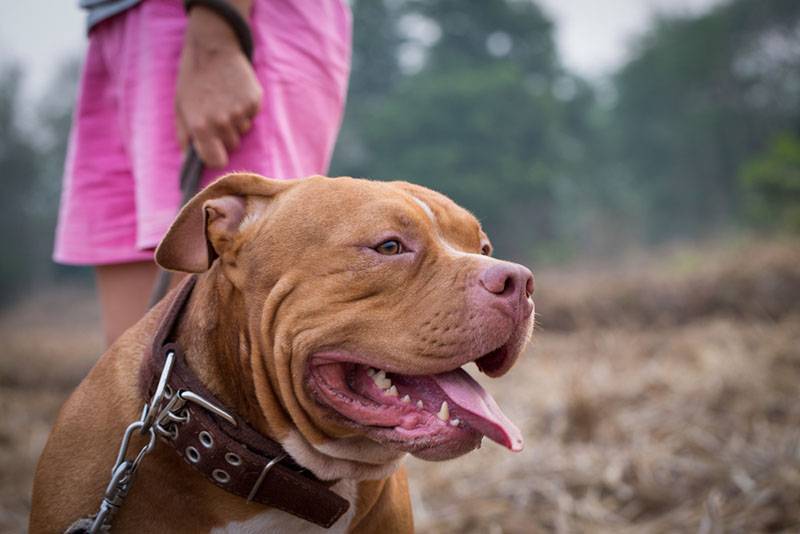 american pit bull in a collar on a leash
