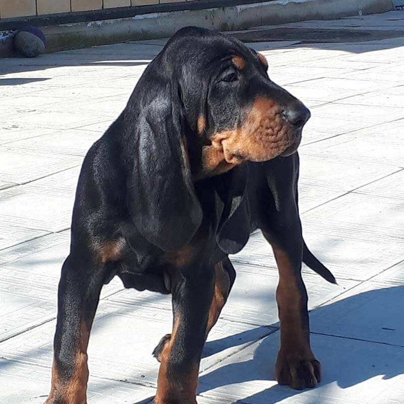 black and tan coonhound head