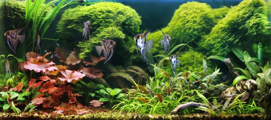 Tipi di piante d'aquarium