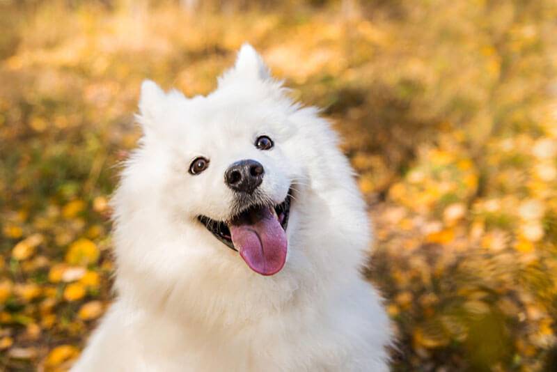 Happy Samoyed Dog