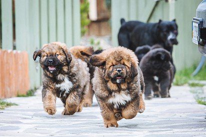 Tibetan mastiff puppies running