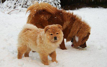 Chow-chow puppy with mom