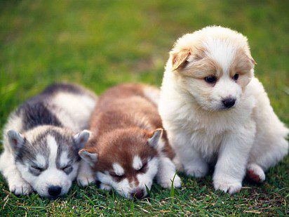 pomsky puppies