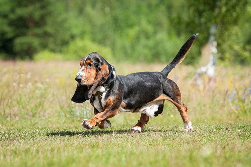 Basset hound running