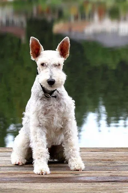 white fox terrier