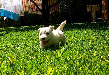 Scottish Terrier Puppy white