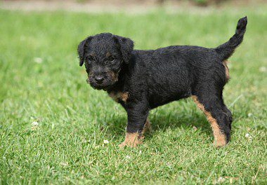 Cute German Jagd Terrier puppy
