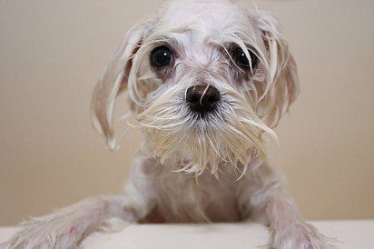 Maltese dog after shower