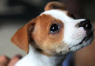 Fox Terrier