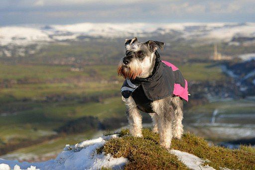 Miniature Schnauzer on the top of the world