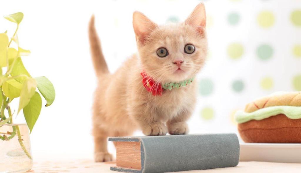 Munchkin cat