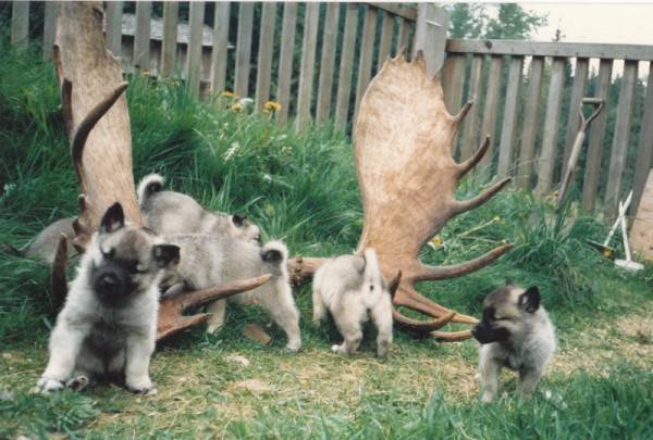 Norwegian Elkhound puppies