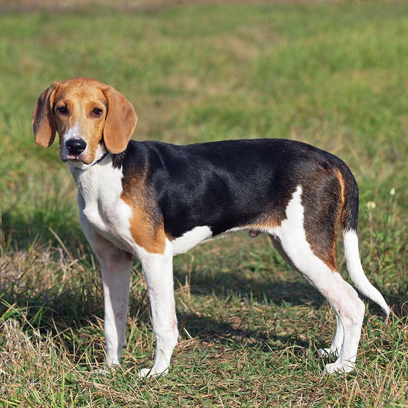 Puppy of the Estonian hound in field