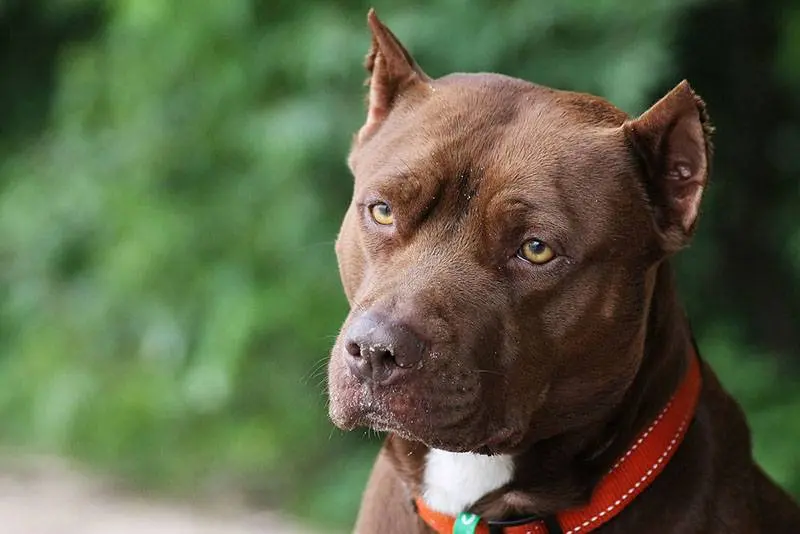 muzzle view of american pit bull terrier