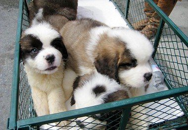Puppies in the basket 