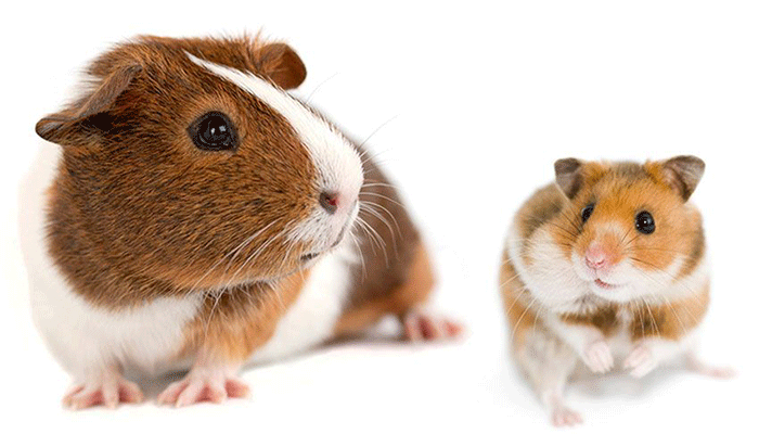 Types of Rodents