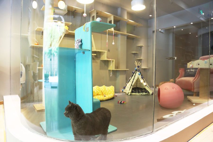 6 most luxurious hotels for cats