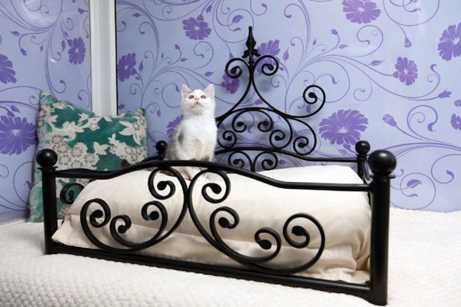 6 most luxurious hotels for cats