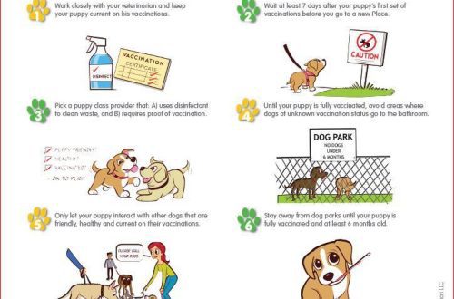 6 pravila za druženje šteneta