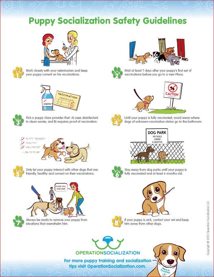 6 rules for socializing a puppy