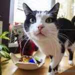 6 strange behaviors in cats and their explanation