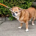 6 things dogs don’t like