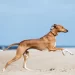 Azerbaijan wolfhound (gurdbasar)