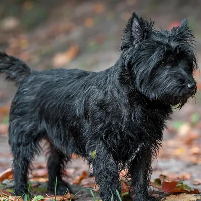 Black Cairn Terrier