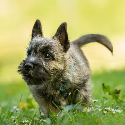 Cairn Terrier Playing