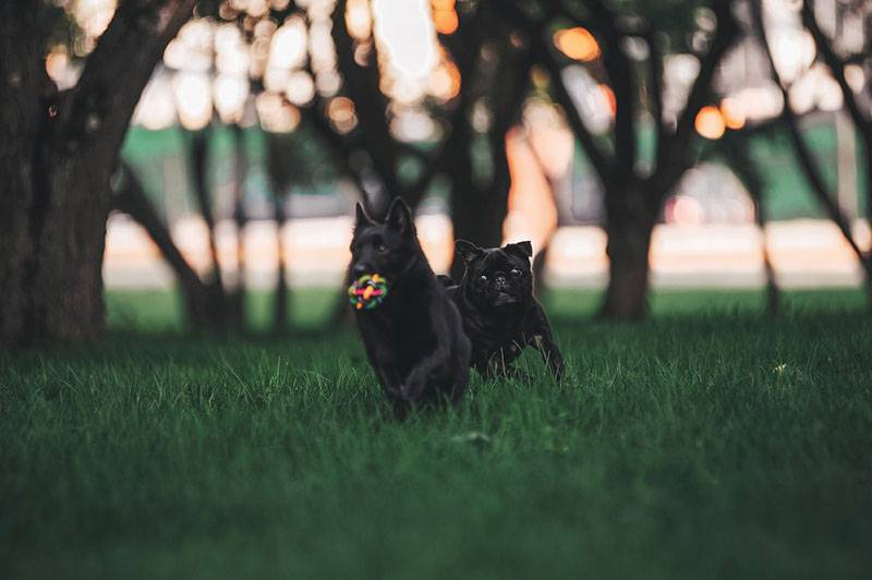 Schipperke in the park with a toy