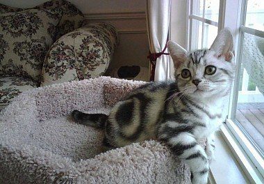 American Shorthair Kitten