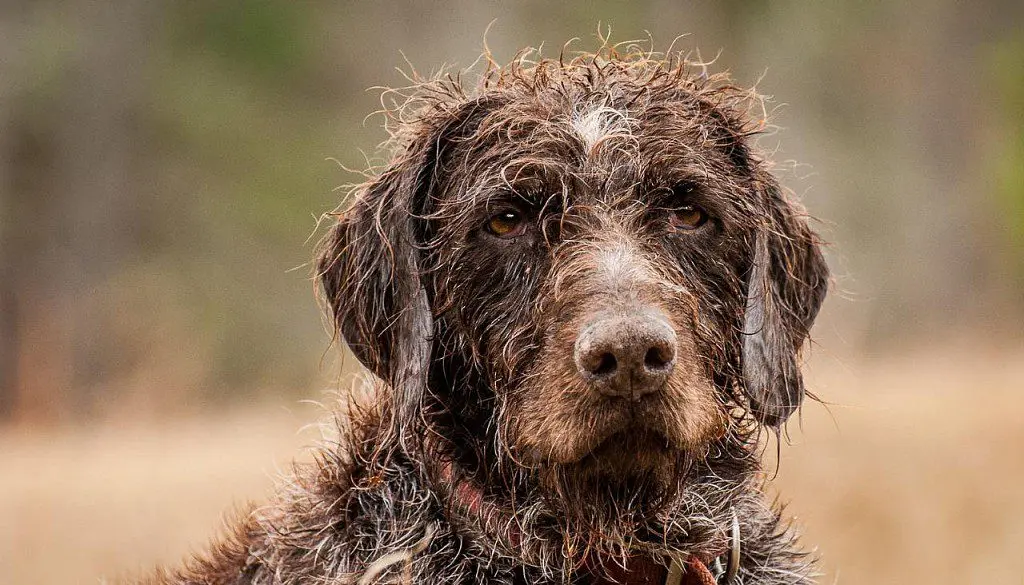 Drathaar (German Wirehaired Pointer)