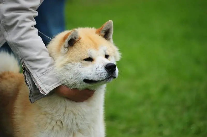 mistress scratching the neck of Akita Inu