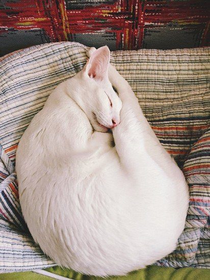 Curled up into a ball