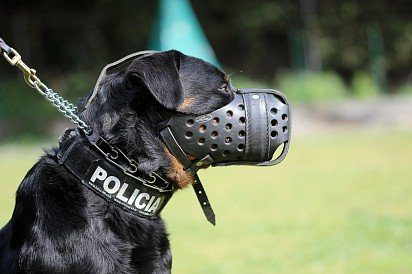 Rottweiler in a muzzle