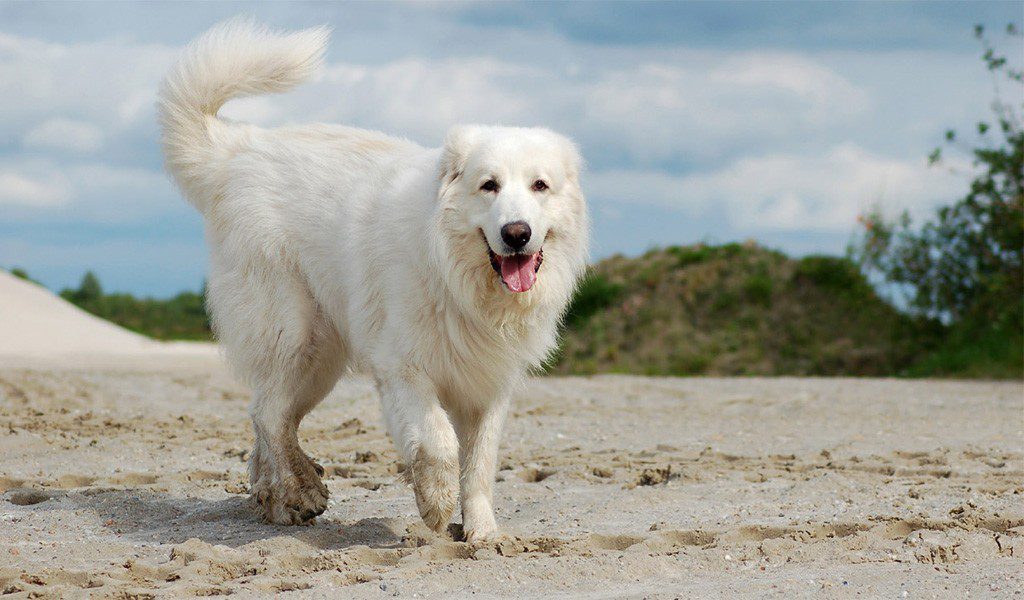 white Pyrenean Mountain Dog