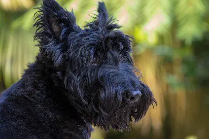 Scotish terrier muzzle