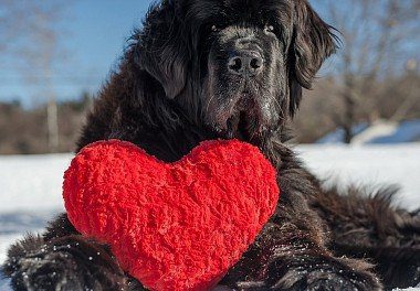 Newfoundland Dog with a big heart