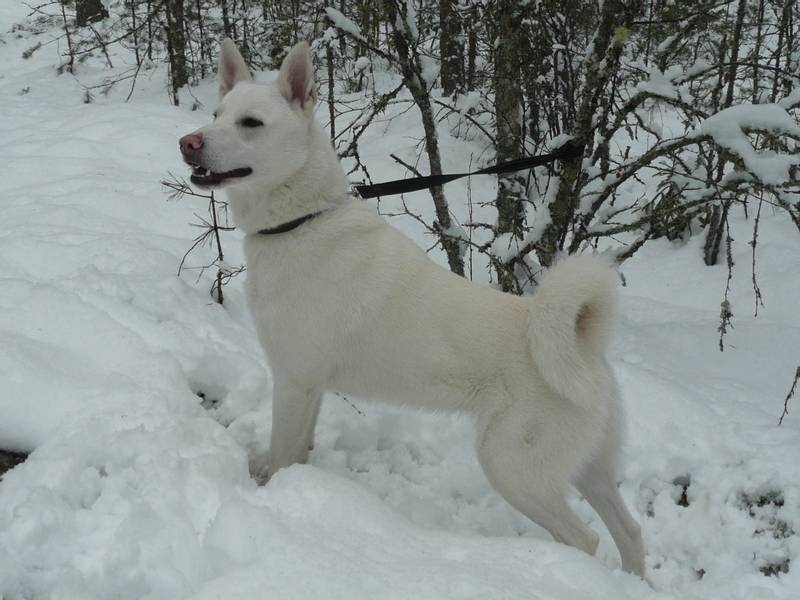 Swedish Elkhound on the snow